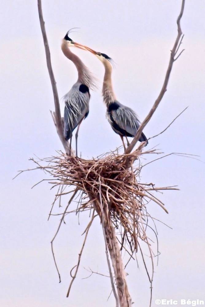Great blue heron - Courtship scenes by Eric Bégin is licensed under CC BY-NC-ND 2.0